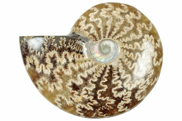Polished Cretaceous Ammonite (Cleoniceras) Fossil - Madagascar #312183